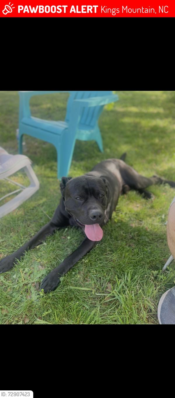 Lost Male Dog last seen Waco street and Walker street, Kings Mountain, NC 28086