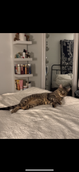 Lost Male Cat last seen Eugene Ave and koeln Ave , St. Louis, MO 63116