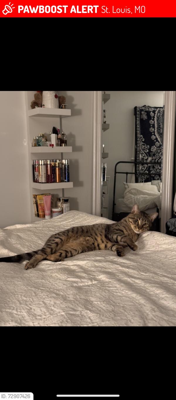 Lost Male Cat last seen Eugene Ave and koeln Ave , St. Louis, MO 63116
