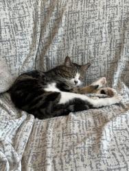 Reunited Female Cat last seen Birchmount and Lawrence , Toronto, ON M1P 2B7