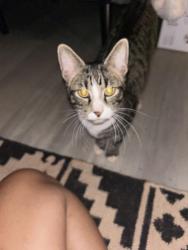 Found/Stray Unknown Cat last seen Charter Oak and Choctaw Rd, Logan County, OK 73058