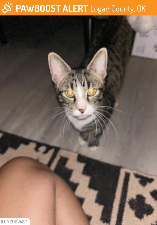 Found/Stray Unknown Cat last seen Charter Oak and Choctaw Rd, Logan County, OK 73058