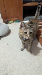 Found/Stray Female Cat last seen Villa Rd., Greenville, Simpsonville, SC 29681