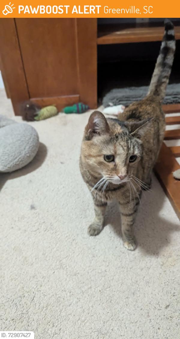 Found/Stray Female Cat last seen Villa Rd., Greenville, Simpsonville, SC 29681