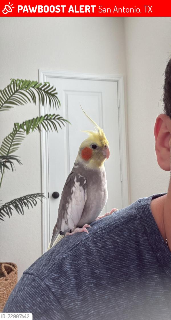 Lost Male Bird last seen Culebra Rd, San Antonio, TX 78253