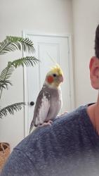 Lost Male Bird last seen Culebra Rd, San Antonio, TX 78253