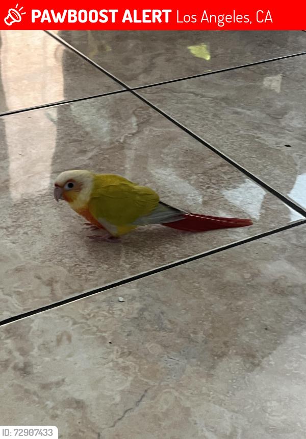Lost Unknown Bird last seen Avalon and 135th, Los Angeles, CA 90061