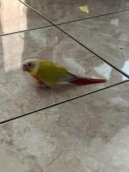 Lost Unknown Bird last seen Avalon and 135th, Los Angeles, CA 90061