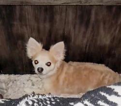 Lost Male Dog last seen Mark on Conquest apmts, Waxahachie, TX 75167