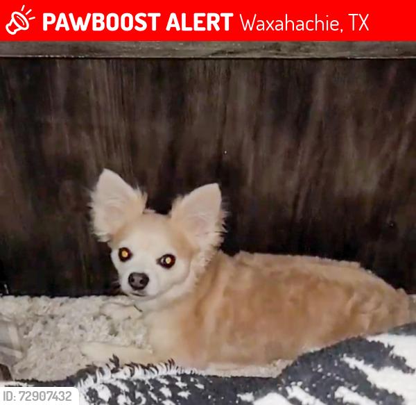 Lost Male Dog last seen Mark on Conquest apmts, Waxahachie, TX 75167