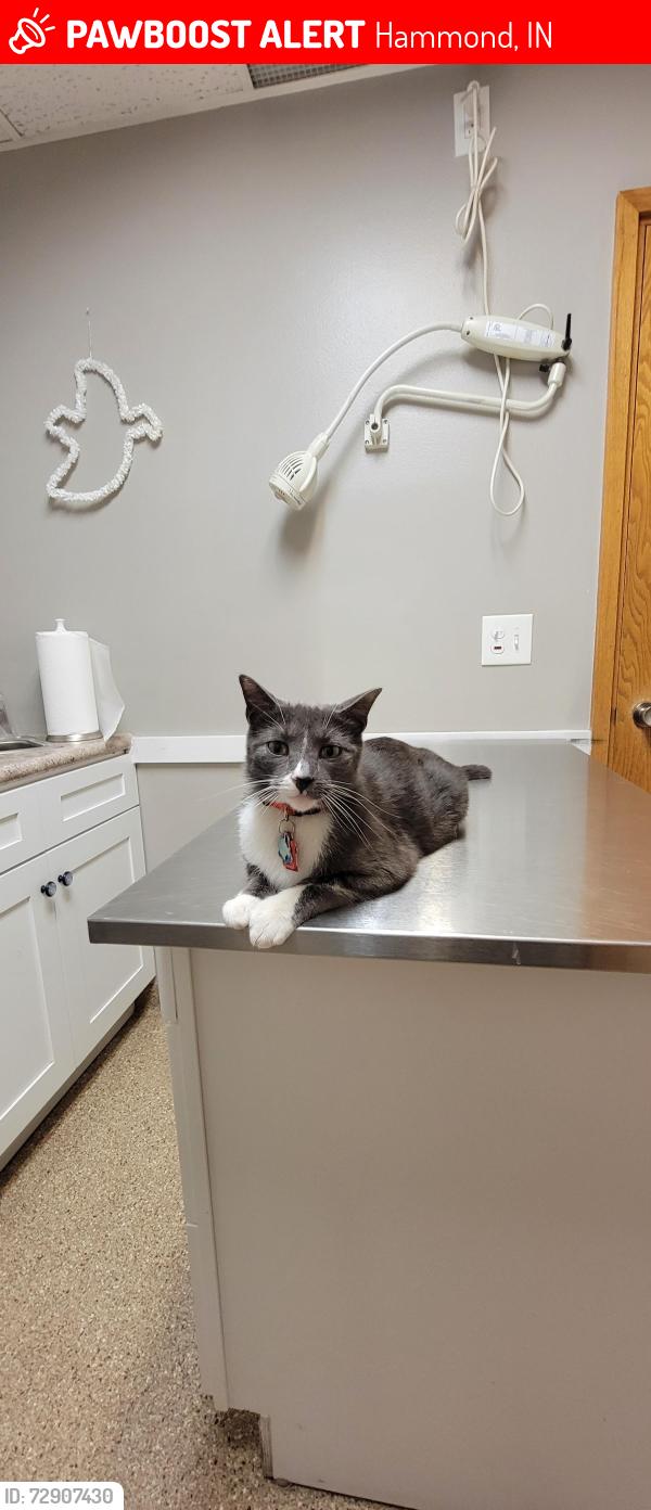Lost Male Cat last seen Meadow and Locust St Hammond, In, Hammond, IN 46324