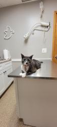 Lost Male Cat last seen Meadow and Locust St Hammond, In, Hammond, IN 46324