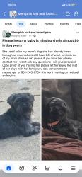 Reunited Female Dog last seen Near Bayliss Ave, Memphis, TN 38122, USA, Memphis, TN 38122