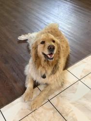 Reunited Unknown Dog last seen Palm court shopping center , Fontana, CA 92337