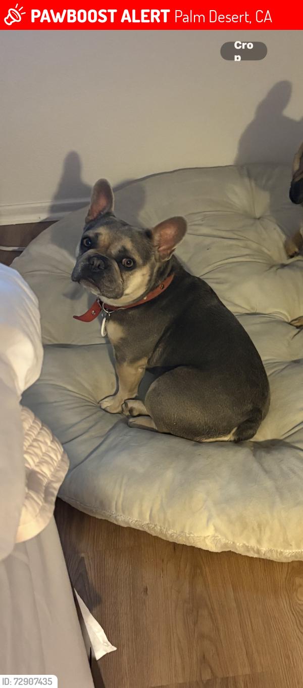 Lost Female Dog last seen Deep Canyon and driftwood , Palm Desert, CA 92260