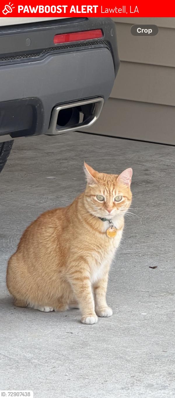 Lost Female Cat last seen We are by Lawtell fast foods and the fire station , Lawtell, LA 70550
