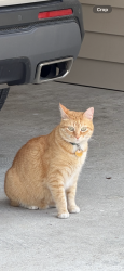 Lost Female Cat last seen We are by Lawtell fast foods and the fire station , Lawtell, LA 70550