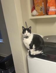 Lost Female Cat last seen MAYACAMAS VILLAGE/ ORAN CT, Napa, CA 94559
