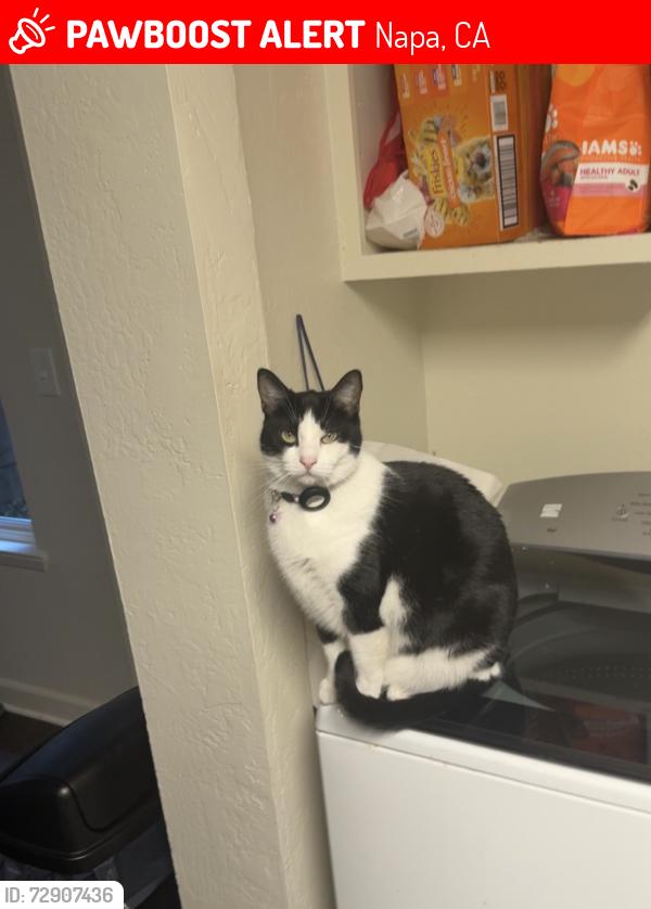 Lost Female Cat last seen MAYACAMAS VILLAGE/ ORAN CT, Napa, CA 94559
