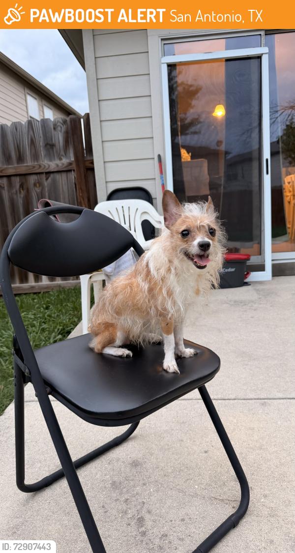 Found/Stray Female Dog last seen Bridgewood community office, San Antonio, TX 78254