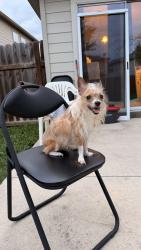 Found/Stray Female Dog last seen Bridgewood community office, San Antonio, TX 78254