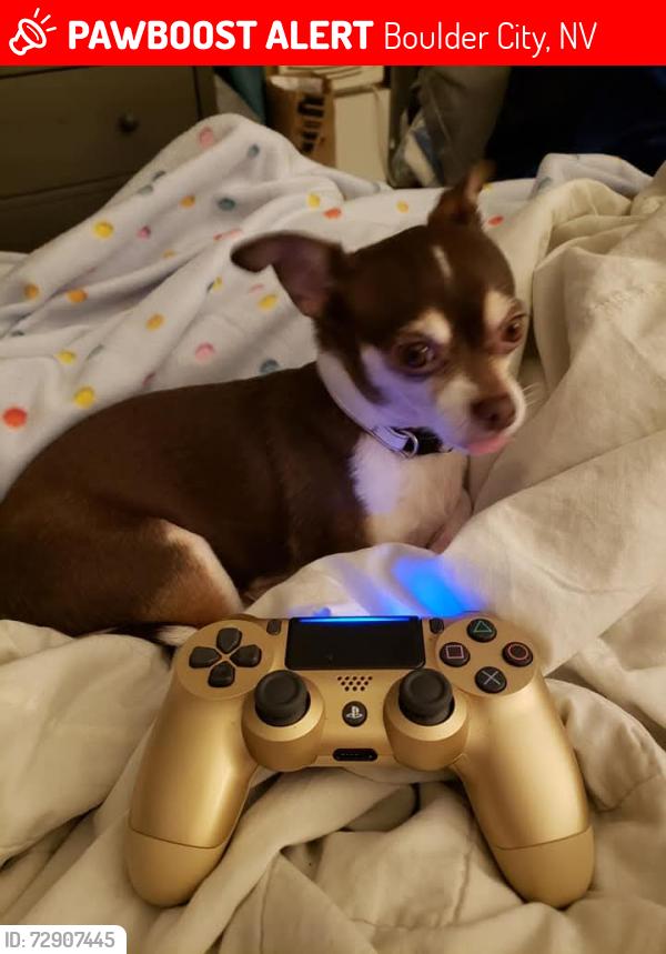 Lost Female Dog last seen Lake Mountain estates , Boulder City, NV 89005