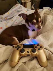 Lost Female Dog last seen Lake Mountain estates , Boulder City, NV 89005