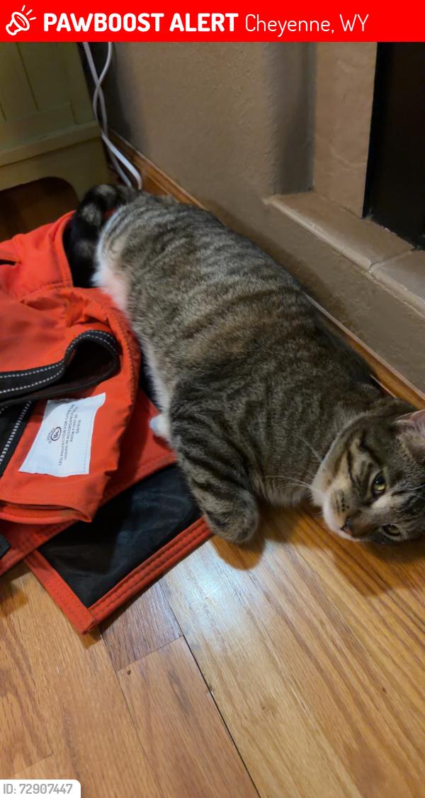 Lost Male Cat last seen Near thunder ridge rd, Cheyenne, WY 82009