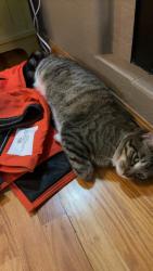 Lost Male Cat last seen Near thunder ridge rd, Cheyenne, WY 82009
