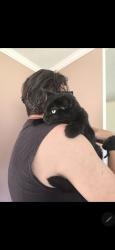 Reunited Male Cat last seen Prices BBQ , Gilbert, SC 29054