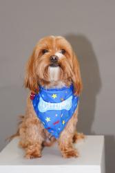 Reunited Male Dog last seen Gibralter and Princeton or Quincy , Aurora, CO 80013