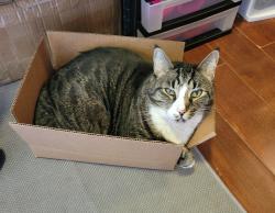Reunited Female Cat last seen W Wedgewood Court * Ira Martin Crystal River, Citrus County, FL 34428