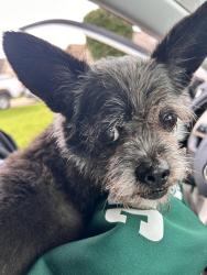 Reunited Female Dog last seen Silla Ridge Ct, Houston, TX 77049