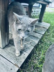 Found/Stray Unknown Cat last seen Leedy ests , Manvel, TX 77578