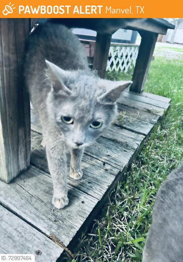 Found/Stray Unknown Cat last seen Leedy ests , Manvel, TX 77578