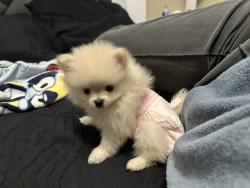 Lost Female Dog last seen Betel Dr and Zaragoza , El Paso, TX 79907