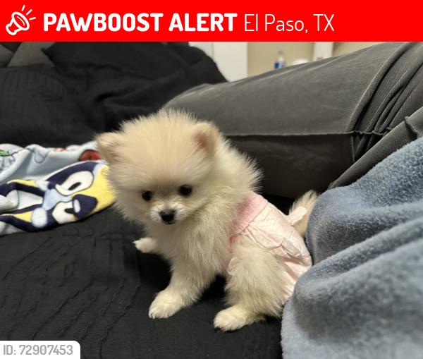Lost Female Dog last seen Betel Dr and Zaragoza , El Paso, TX 79907