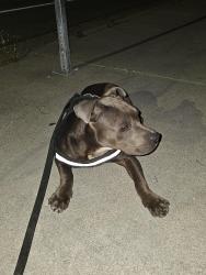 Found/Stray Male Dog last seen Kyle street , San Jose, CA 95132