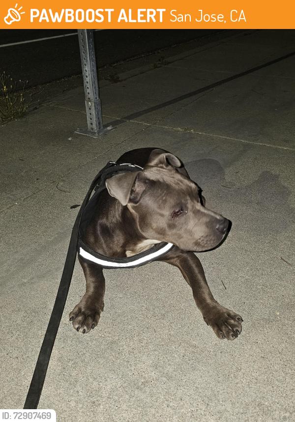 Found/Stray Male Dog last seen Kyle street , San Jose, CA 95132