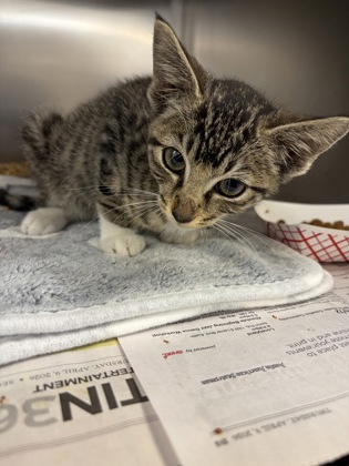 Shelter Stray Female Cat last seen Via Sel Norte, 75150, TX, Mesquite, TX 75149