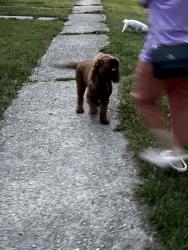 Found/Stray Unknown Dog last seen eWeathers st , Sanford, NC 27330