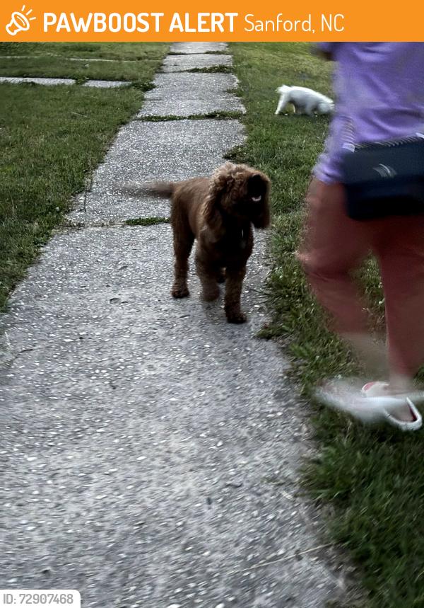 Found/Stray Unknown Dog last seen eWeathers st , Sanford, NC 27330