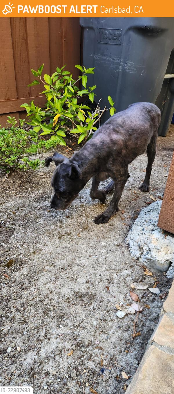 Found/Stray Male Dog last seen Tamarack , Carlsbad, CA 92010