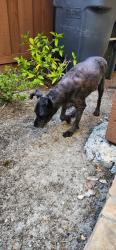 Found/Stray Male Dog last seen Tamarack , Carlsbad, CA 92010