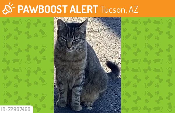 Found/Stray Female Cat last seen N Oracle Rd/Fairview, Tucson, AZ 85705