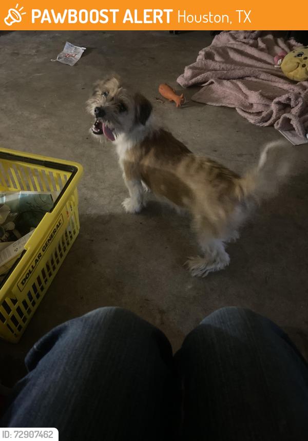Found/Stray Male Dog last seen E mount houston rd , Houston, TX 77050