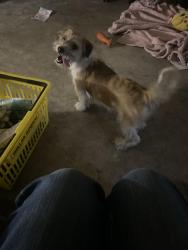Found/Stray Male Dog last seen E mount houston rd , Houston, TX 77050