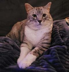 Lost Female Cat last seen Maple Street and the lakeshore of this small town, Montréal, QC 