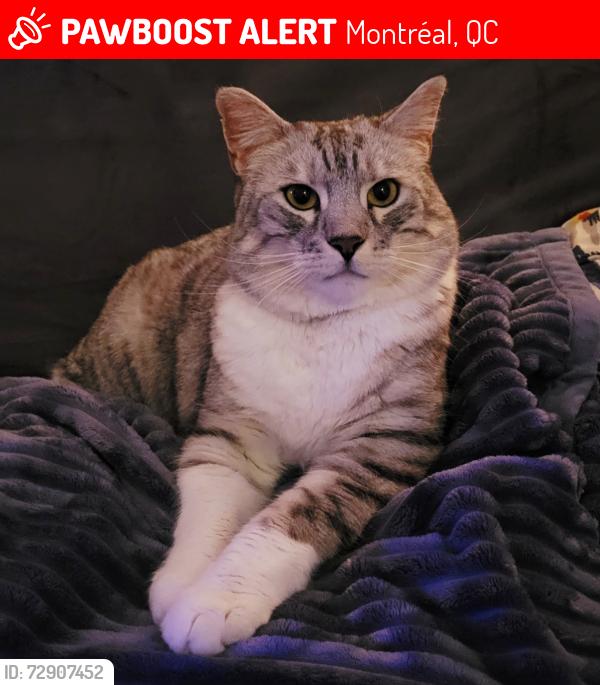 Lost Female Cat last seen Maple Street and the lakeshore of this small town, Montréal, QC 