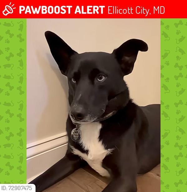 Lost Male Dog last seen font hill wetlands park, Ellicott City, MD 21042